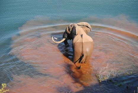 1.Aerial view of ele in water_Kariba